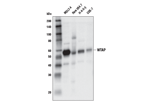 Western Blotting Image 1: WTAP Antibody