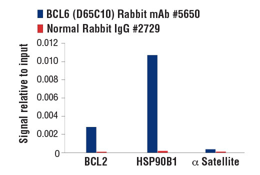 Chromatin Immunoprecipitation Image 1: BCL6 (D65C10) Rabbit mAb
