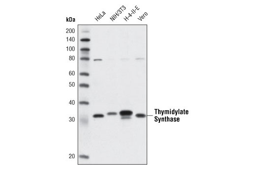 Western Blotting Image 1: Thymidylate Synthase (TS106) Mouse mAb