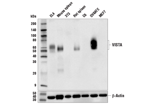 Western Blotting Image 1: VISTA (D5L5T) XP® Rabbit mAb (BSA and Azide Free)
