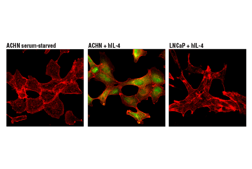 Immunofluorescence Image 1: Phospho-Stat6 (Tyr641) (D8S9Y) Rabbit mAb (BSA and Azide Free)