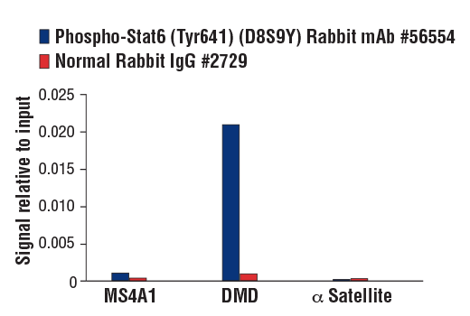 Chromatin Immunoprecipitation Image 1: Phospho-Stat6 (Tyr641) (D8S9Y) Rabbit mAb