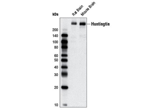 Western Blotting Image 1: Huntingtin (D7F7) XP® Rabbit mAb