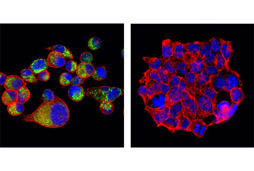 Immunofluorescence Image 1: RAIG1 Antibody