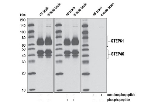 Western Blotting Image 1: Non-phospho-STEP (Ser221) (D74H3) XP® Rabbit mAb