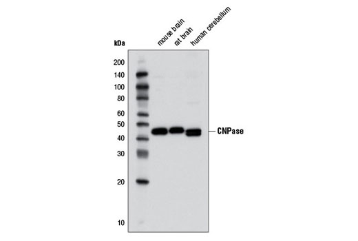  Image 3: Oligodendrocyte Marker Antibody Sampler Kit