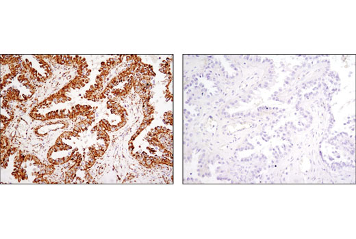 Immunohistochemistry Image 3: HSP60 (D6F1) XP® Rabbit mAb (BSA and Azide Free)