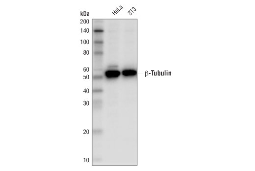 Western Blotting Image 1: β-Tubulin (D2N5G) Rabbit mAb (HRP Conjugate)