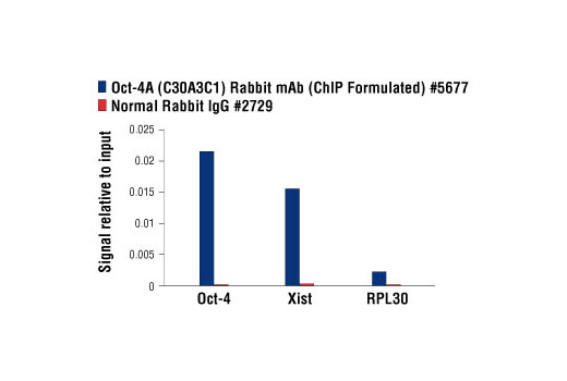 Chromatin Immunoprecipitation Image 2: Oct-4A (C30A3C1) Rabbit mAb (ChIP Formulated)