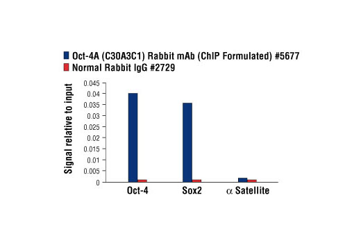Chromatin Immunoprecipitation Image 3: Oct-4A (C30A3C1) Rabbit mAb (ChIP Formulated)