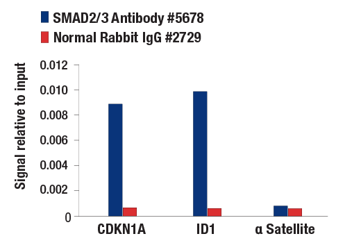 Chromatin Immunoprecipitation Image 1: SMAD2/3 Antibody