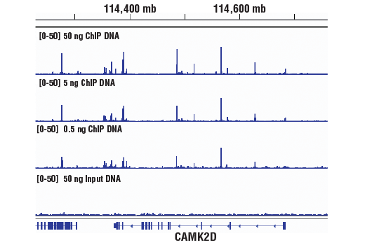 Chromatin Immunoprecipitation Image 2: DNA Library Prep Kit for Illumina® (ChIP-seq, CUT&RUN)