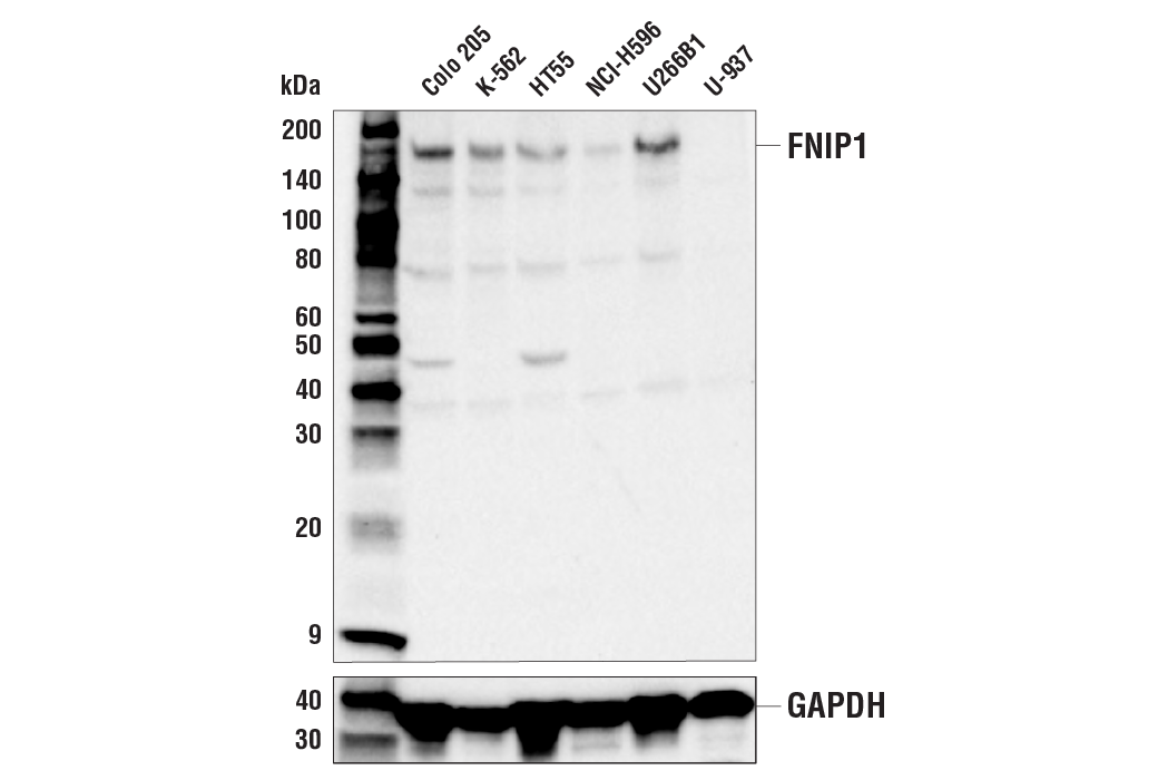 Western Blotting Image 1: FNIP1 Antibody