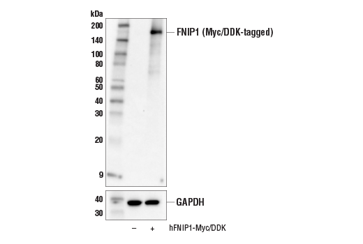 Western Blotting Image 2: FNIP1 Antibody