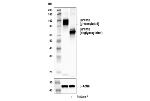 Western Blotting Image 3: GPNMB Antibody