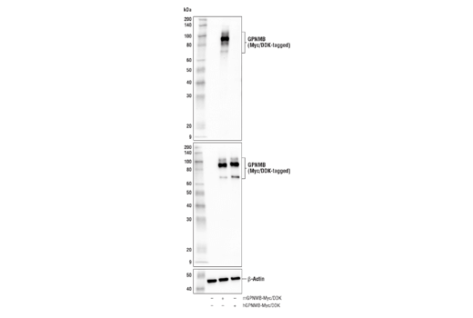 Western Blotting Image 4: GPNMB Antibody