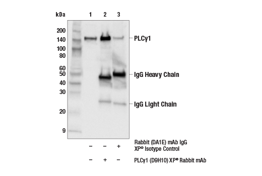 Immunoprecipitation Image 1: PLCγ1 (D9H10) XP® Rabbit mAb
