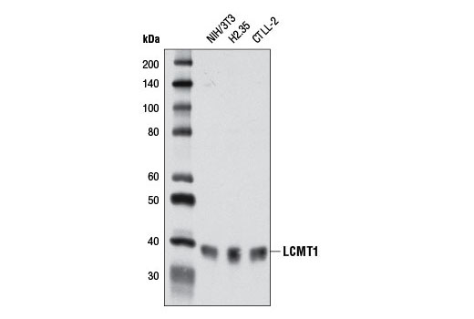 Western Blotting Image 1: LCMT1 (4A4) Mouse mAb