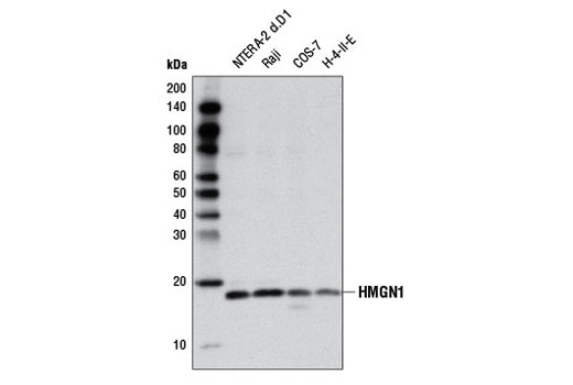 Western Blotting Image 1: HMGN1 Antibody
