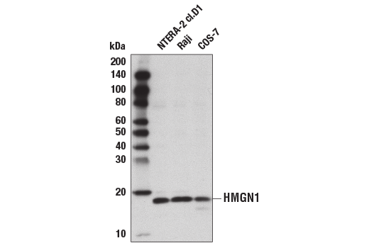 Western Blotting Image 1: HMGN1 Antibody