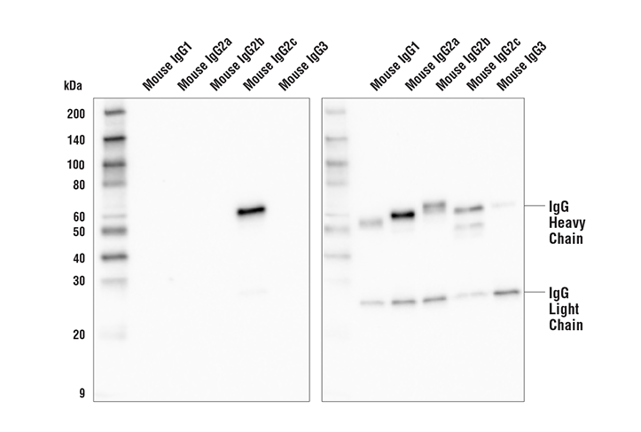 Western Blotting Image 1: Goat Anti-Mouse IgG2c, Fc gamma Specific Antibody (HRP Conjugate)