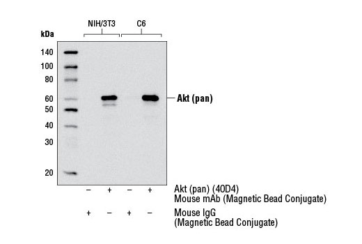 Immunoprecipitation Image 1: Akt (pan) (40D4) Mouse mAb (Magnetic Bead Conjugate)