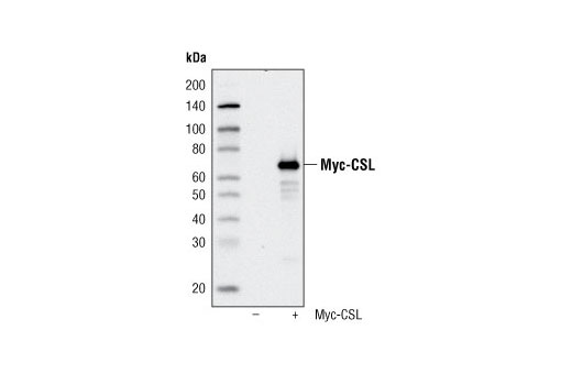 Immunoprecipitation Image 1: Myc-Tag (9B11) Mouse mAb (Magnetic Bead Conjugate)