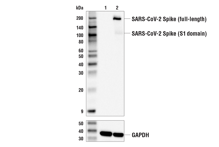 Western Blotting Image 1: SARS-CoV-2 Spike Protein (S1-NTD) Antibody