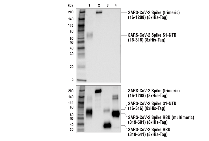 Western Blotting Image 2: SARS-CoV-2 Spike Protein (S1-NTD) Antibody