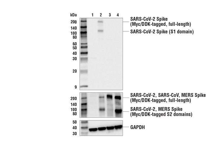 Western Blotting Image 3: SARS-CoV-2 Spike Protein (S1-NTD) Antibody