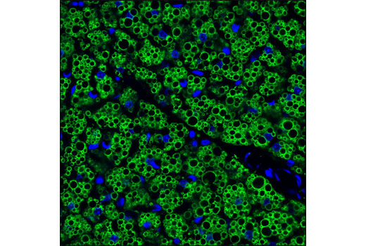 Immunofluorescence Image 1: Perilipin-1 (D1D8) XP® Rabbit mAb (BSA and Azide Free)