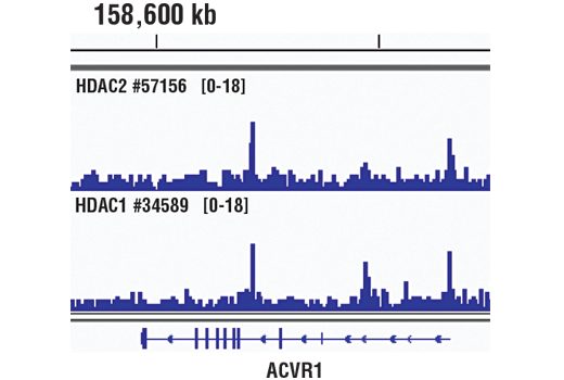 Chromatin Immunoprecipitation Image 1: HDAC2 (D6S5P) Rabbit mAb