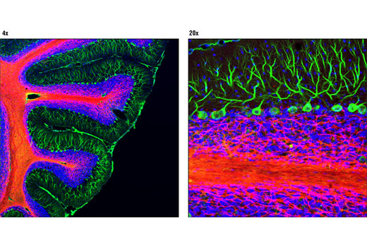 Immunofluorescence Image 1: CNPase (D83E10) XP® Rabbit mAb (Alexa Fluor® 555 Conjugate)