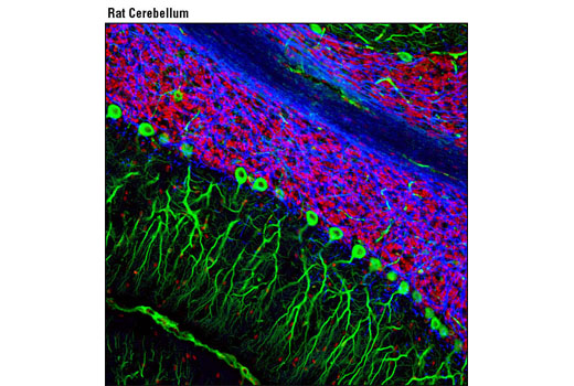 Immunofluorescence Image 1: CNPase (D83E10) XP® Rabbit mAb (Alexa Fluor® 647 Conjugate)