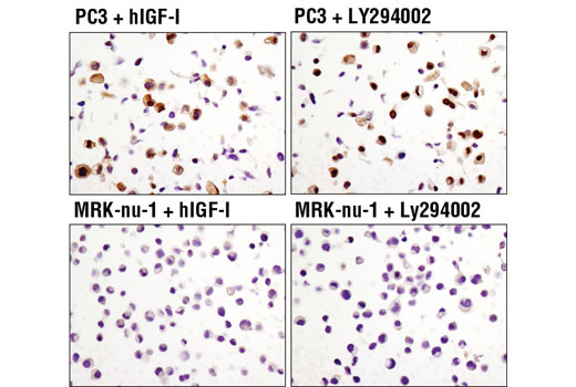 Immunohistochemistry Image 2: FoxO3a (D19A7) Rabbit mAb (BSA and Azide Free)