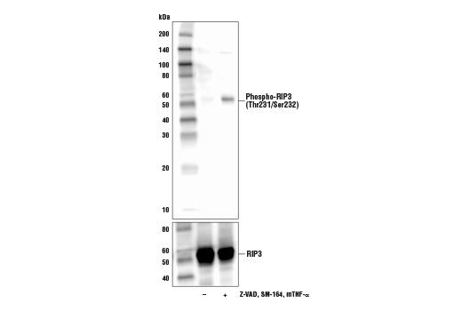 Western Blotting Image 1: Phospho-RIP3 (Thr231/Ser232) Antibody (Mouse Specific)