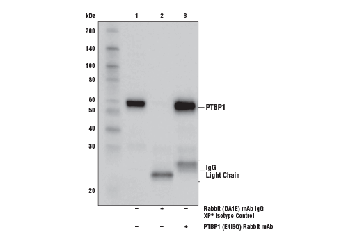 Immunoprecipitation Image 1: PTBP1 (E4I3Q) Rabbit mAb