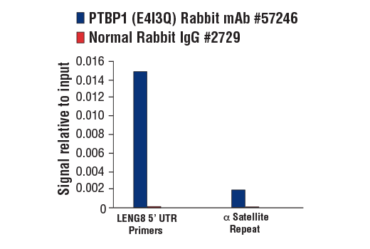Chromatin Immunoprecipitation Image 1: PTBP1 (E4I3Q) Rabbit mAb