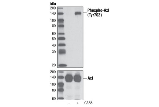  Image 4: Tyro/Axl/Mer Activation Antibody Sampler Kit