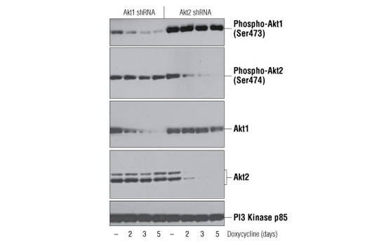 Western Blotting Image 1: Phospho-Akt1 (Ser473) (D7F10) XP® Rabbit mAb (BSA and Azide Free)