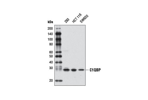 Western Blotting Image 1: C1QBP Antibody