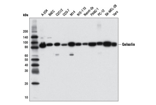 Western Blotting Image 1: Gelsolin (D9W8Y) Rabbit mAb (BSA and Azide Free)