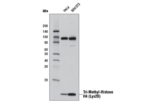 Western Blotting Image 1: Tri-Methyl-Histone H4 (Lys20) (D84D2) Rabbit mAb