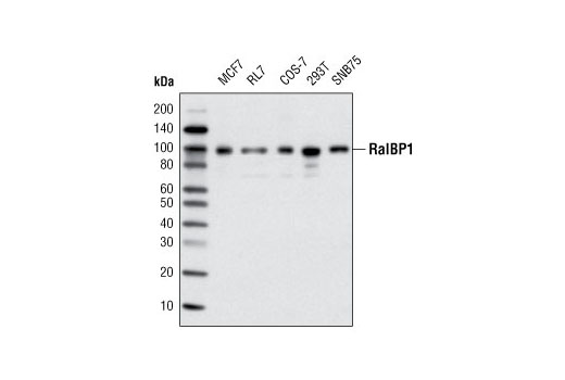 Western Blotting Image 1: RalBP1 (D87H8) Rabbit mAb