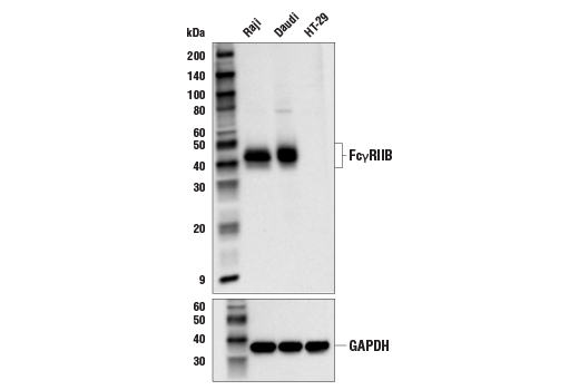 Western Blotting Image 1: FcγRIIB (E4D2F) XP® Rabbit mAb (BSA and Azide Free)
