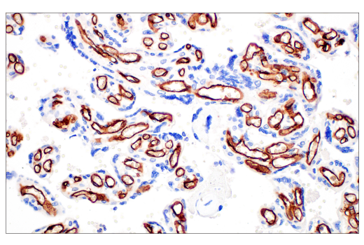 Immunohistochemistry Image 7: FcγRIIB (E4D2F) XP® Rabbit mAb (BSA and Azide Free)