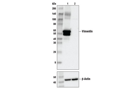 Western Blotting Image 2: Vimentin (D21H3) XP® Rabbit mAb