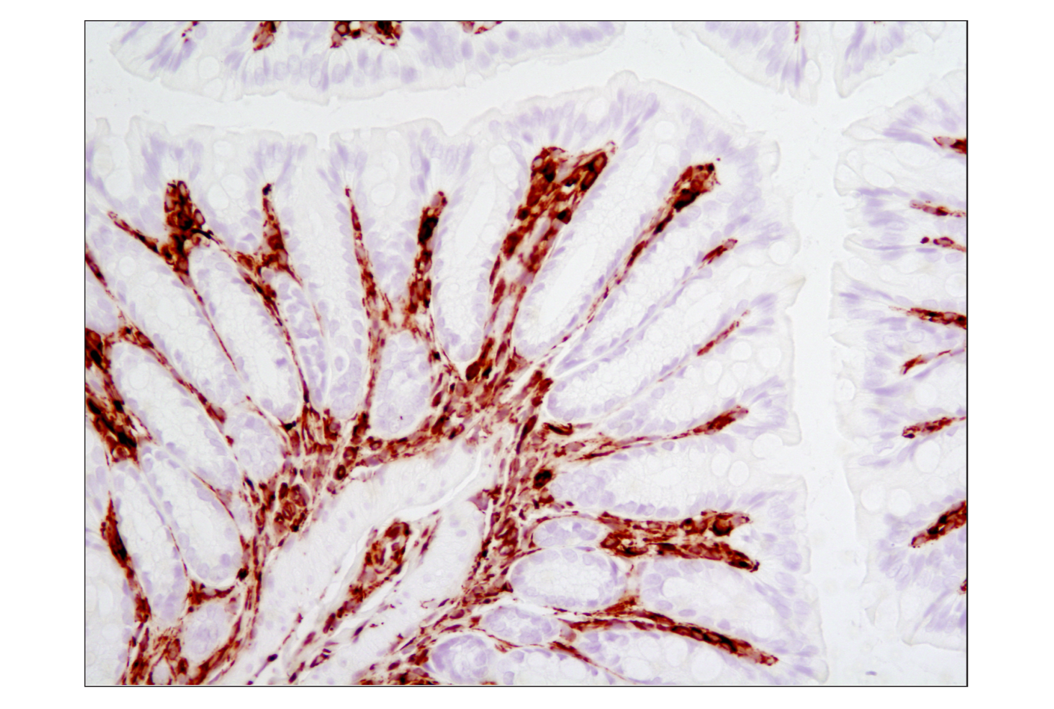  Image 34: Cell Fractionation Antibody Sampler Kit