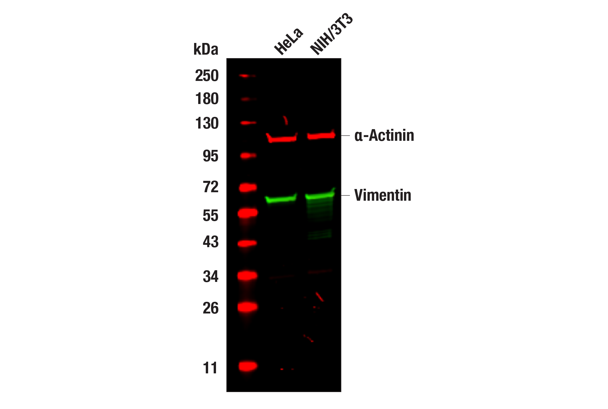 undefined Image 13: Vimentin (D21H3) Rabbit Monoclonal Antibody