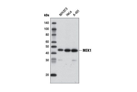 Western Blotting Image 1: MEK1 (61B12) Mouse mAb (Biotinylated)